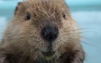 Blog: Will Beavers Become Extinct?