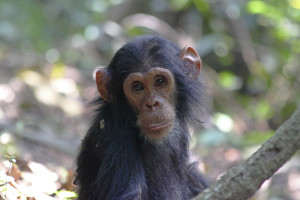Portrait of young chimpanzee